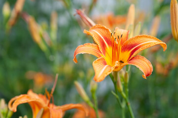 Lily flowers. Beautiful orange lily flowers on blurred natural green background. Daylily in the garden. Garden summer flowers. Selective soft focus.
