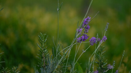 leaf - flower - pink - green - nature - plant