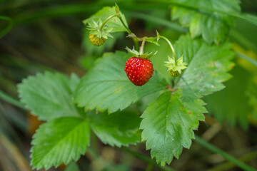 Ripe red berry of wild forest strawberry on a bush among the leaves, Siberian photo