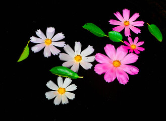Fototapeta na wymiar garden flowers of different colors on the dark water in the garden 