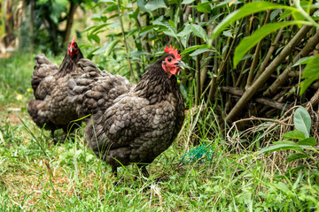 Laying hens Blue Australorp in husbandry natural animal free range lifestyle farming garden organic in the backyard.