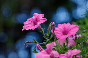 beautiful white and pink petunia flowers