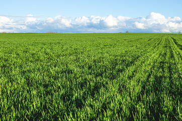 The rich green young wheat in early spring
