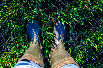 Rubber boots, rubber boots stand on a green meadow