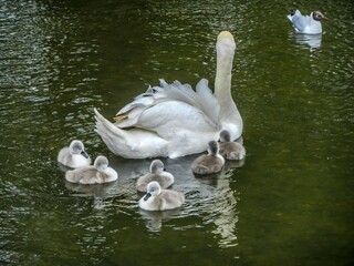 beautiful swan with her very young cygnets following along behind and a black headed gull looking on