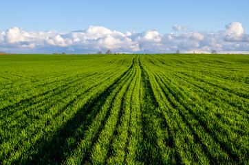 Fototapeta na wymiar Wheat field in the early spring with rows of fresh green sprouts
