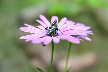 Daisy flower. Butterfly sitting on a purple garden camomile, close-up. Selective soft focus, blurred background with bokeh. Garden flowers in summer.