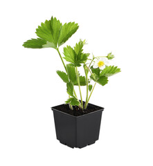 Potted strawberry seedling with leaves and flower isolated on white