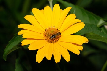 Pszczoła na żółtym kwiatku - obrazy, fototapety, plakaty