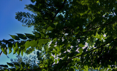 Tree branches with green leaves. Blue sky