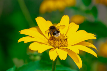 Pszczoła na żółtym kawiatku - obrazy, fototapety, plakaty
