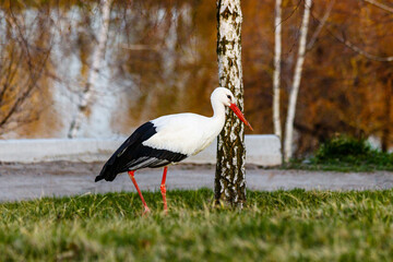 beautiful storks walk on the grass