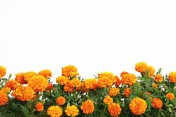 Beautiful bright orange marigold flowers field isolated on white background with copy space. Floral border with clipping path. Blooming herbal plant marigold garden flowerbed. - obrazy, fototapety, plakaty