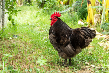 Chicken have red comb. Blue australorp rooster in husbandry natural animal free range lifestyle farming garden organic in the backyard.
