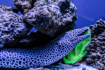 leopard moray eel fish