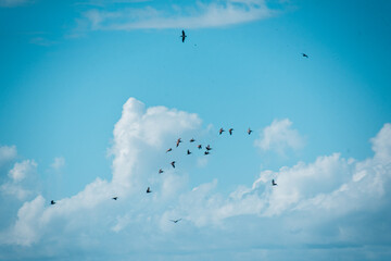 birds in the sky