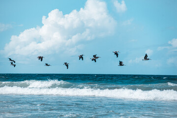 Pelicans on the beach