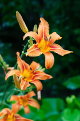 Lily flowers. Wet beautiful orange lily flowers with drops on temrazmytom background with bokeh effect. Daylily in the garden. Garden flowers. Selective soft focus.