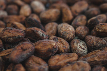 cocoa beans and chocolate