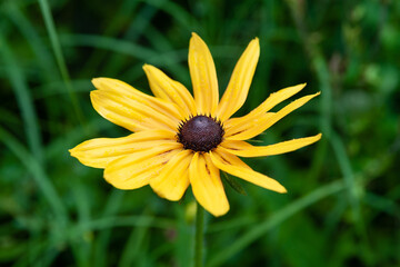 Rudbeckia flowers. Wet yellow Rudbeckia flowers in the flowerbed. Black-eyed Susan in the garden. Garden summer flowers. Selective soft focus.