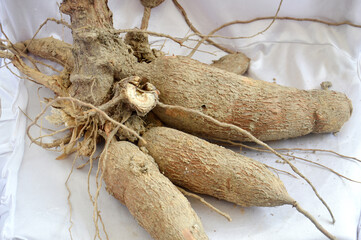 cassava