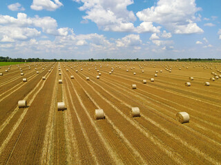 Aerial view of crop wheat rolls of straw in a field. Landscape drone shot after wheat harvested in agriculture farm rural scene, bread production concept