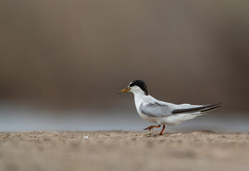 Little Tern on the ground at Asker marsh, Bahrain