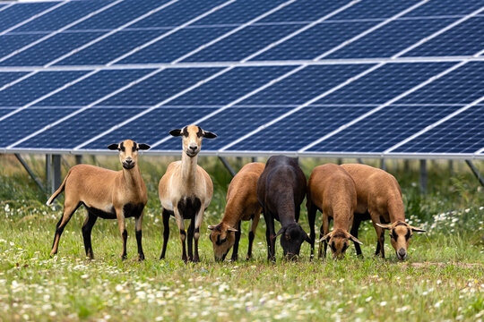 sheep in front of the solar panels