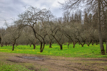 A path through the apple orchard. Early spring. Green grass and trees without leaves.