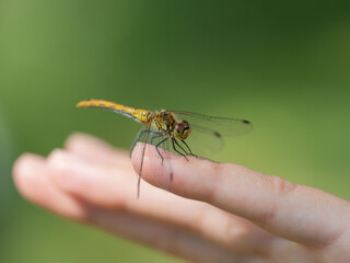 A large dragonfly sits on a human finger