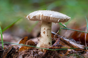 Close up of a agaric mushroom between pine needles and grass

