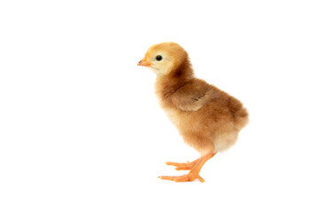 Chick of purebred egg chicken Rhode Island Red isolated on white background.