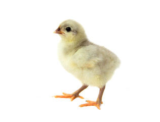 Chick of purebred egg chicken Splash Australorp  isolated on white background.