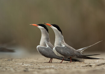 A pair of White-cheeked Tern at Asker marsh, Bahrain