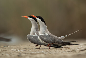 White-cheeked Tern mating dance at Asker marsh, Bahrain