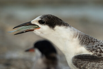 A juvenile White-cheeked Tern gulping a fis at Asker marsh, Bahrain