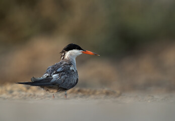 White-cheeked Tern at Asker marsh, Bahrain