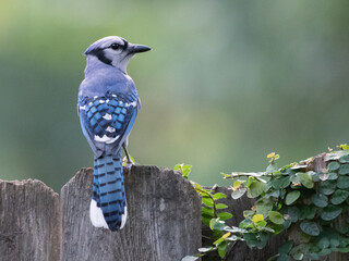 A blue jay (cyanocitta cristata) perching on a wooden fence.
