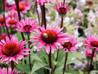 Echinacea purpurea | Rudbeckie ou rudbeckia pourpre 'Summer Cloud' à ligules rouge-pourpre autour d'un disque brun pourpré épineux au sommet de tiges teintées de rouge