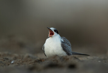 White-cheeked Tern chick calling at Asker marsh, Bahrain