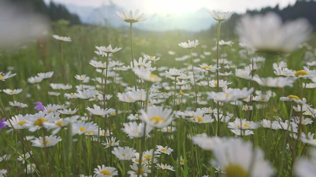Alpine chamomile meadow in summer. Camera moves between flowers, insects fly around. Magnificent flower meadow, mountains in the background