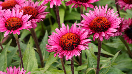Obraz premium (Echinacea purpurea) Gros plan sur une fleur de rudbeckia pourpre 'Summer Cloud', ligulée rose-pourpre, disque brun pourpré, aspect épineux au sommet d'une tige rouge pourpré