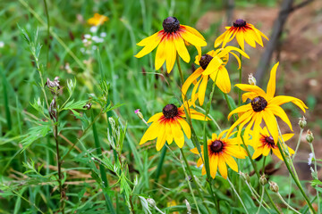 Rudbeckia flowers. Wet beautiful flowers of Rudbeckia in the flowerbed. Black-eyed Susan in the garden. Garden summer flowers. Floral background.