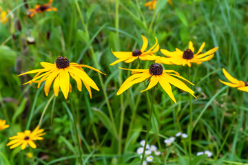 Rudbeckia flowers. Wet beautiful yellow Rudbeckia flowers in a flowerbed. Black-eyed Susan in the garden. Lawn summer flowers. Floral background.