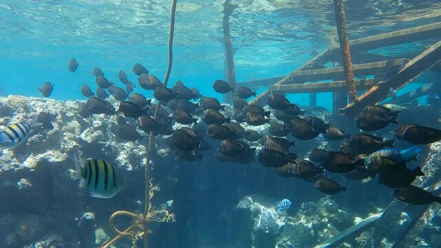 A flock of tropical fish Sailfin Tang is swimming under the pantone at the old pier. Slow motion