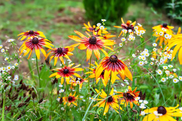Rudbeckia flowers. Wet large beautiful Rudbeckia flowers in the flowerbed after the rain. Black-eyed Susan in the garden. Garden summer flowers. Floral background.