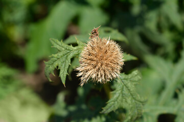 Southern globethistle