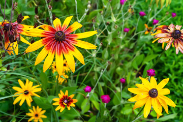Rudbeckia flowers. Wet big beautiful flowers of Rudbeckia on a bed after a rain. Black-eyed Susan in the garden. Garden summer flowers. Selective soft focus. Floral background.