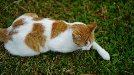 Cat - Animal - Nature 