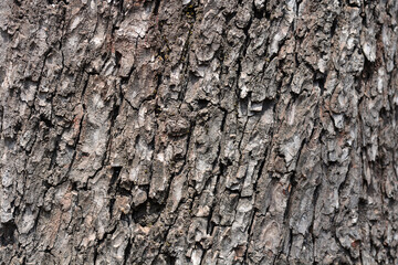 Common horse chestnut
